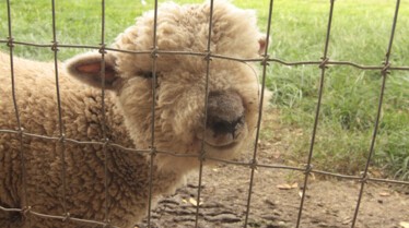 Bêtes de ferme  Nom d'un chien! (3).jpg