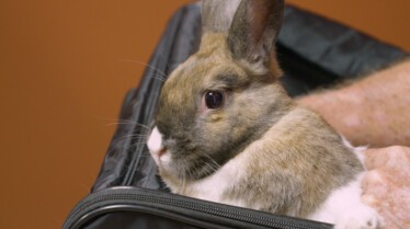 La clinique des animaux exotiques  Le défilé des excentriques (1).jpg