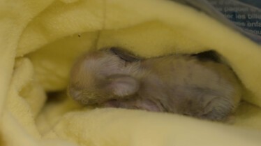 La clinique des animaux exotiques  Le défilé des excentriques (2).jpg