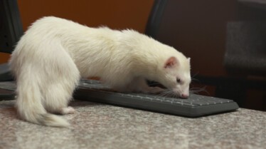 La clinique des animaux exotiques (2).jpg