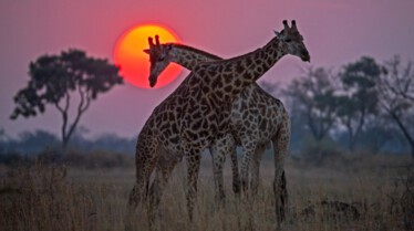 Okavango  Le fleuve des rêves - L'enfer (1).jpg
