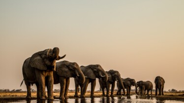Okavango  Le fleuve des rêves - L'enfer (4).jpg