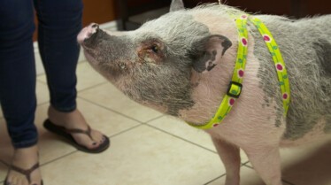 La clinique des animaux exotiques  La guérison du cochon (1).jpg