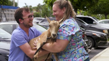La clinique des animaux exotiques  La guérison du cochon (3).jpg