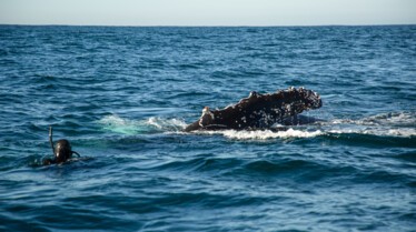 Requin vs Baleine (3).jpg