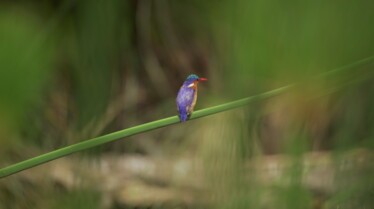 Destination Wild  Les merveilles de l'Afrique - Le Rwanda (1).jpg