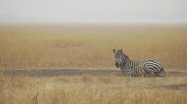 Destination Wild  Les merveilles de l'Afrique - Le Rwanda (2).jpg