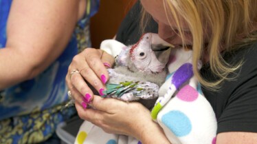 La clinique des animaux exotiques  Cocorico aïe ! (2).jpg
