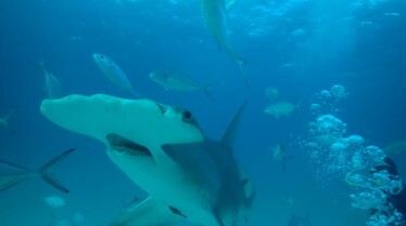 Requins-bouledogues vs requins-marteaux (1).jpg