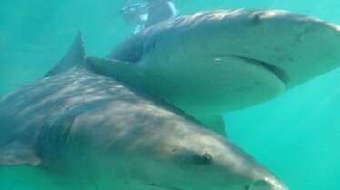 Requins-bouledogues vs requins-marteaux (2).jpg