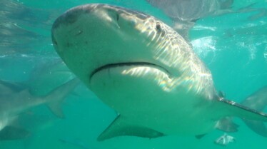 Requins-bouledogues vs requins-marteaux (3).jpg