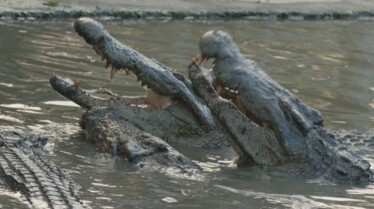 Mystères Nazis  L'attaque des crocodiles (2).jpg