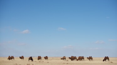 Destination Wild Mongolie  Les survivants du désert (3).jpg