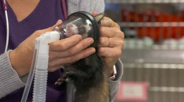 La clinique des animaux exotiques  Un furet glouton (2).jpg