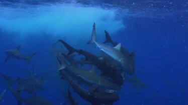 Requin VS Thon (2).jpg