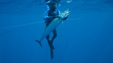 Requin VS Thon (3).jpg