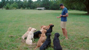 Une vie de chien - Un lien ancestral (3).JPG