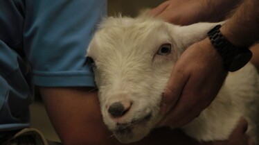 Au cœur du zoo  Sourire de chèvre (1).jpg