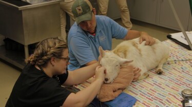 Au cœur du zoo  Sourire de chèvre (3).jpg