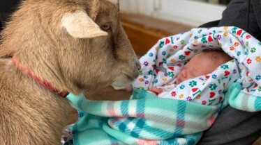 L'incroyable Dr Pol  Mi-chien mi-oie (1).jpg