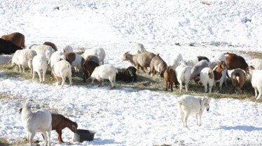 Une vie de chien - Cache-cache avec les loups (1).jpg