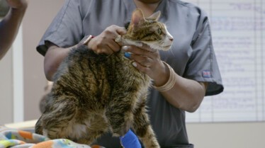 Critter Fixers Country Vets (3).JPG