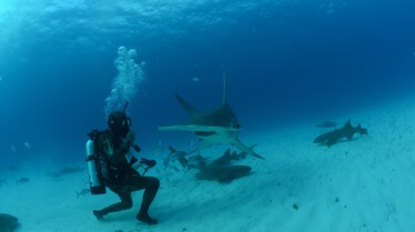 Le grand voyage des requins-marteaux (3).jpg
