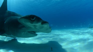Le grand voyage des requins-marteaux (1).jpg