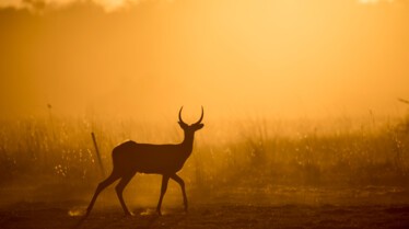 Le royaume sauvage  Le sacrifice d’une mère (1).jpg
