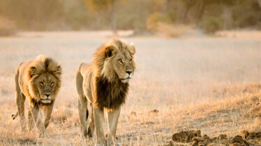 Le royaume sauvage  Le sacrifice d’une mère (3).jpg