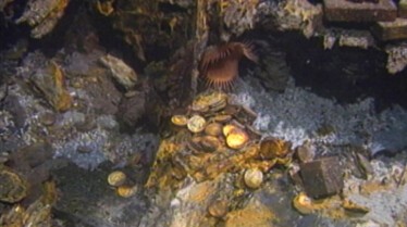 Cursed Gold A Shipwreck Scandal (2).jpg