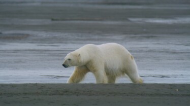 Le royaume des ours polaires (1).jpg