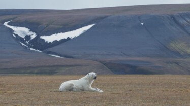 Le royaume des ours polaires (3).jpg