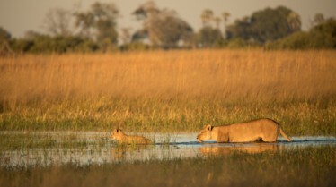Le royaume sauvage  Manœuvres guerrières (2).jpg