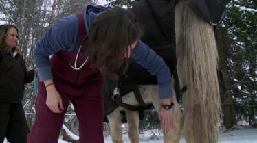 L'incroyable Dr Pol  Perte de poils (1).JPG