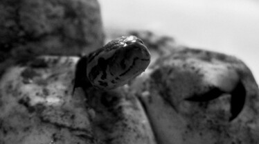 Snakes In The City  La fête aux pythons (3).jpg