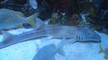 Les rois des aquariums  La petite sirène (1).JPG