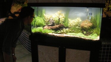 Les rois des aquariums  La petite sirène (2).JPG