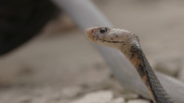 Snakes In The City  L’été des mambas noirs (3).jpg