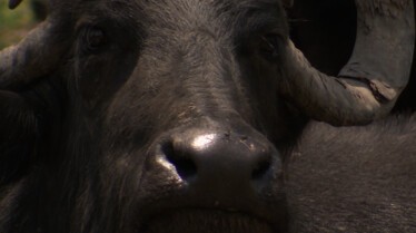 Les cowboys des marais  La journée de l'Arbre (3).JPG