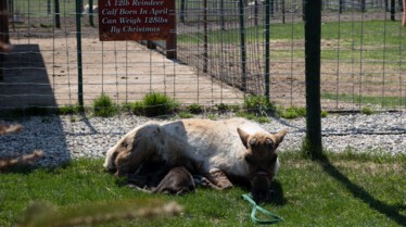 Les poules comploteuses (3).jpg