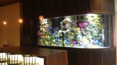 Les rois des aquariums  Méduses en or (2).JPG