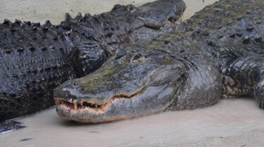 Les cowboys des marais  Tempête en vue (2).JPG