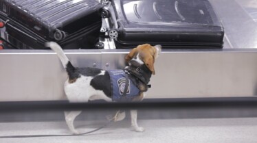Ultimate airport  USA - Enquête interne (2).jpg