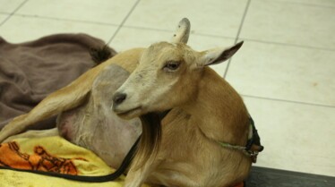 La clinique des animaux exotiques  Alerte au bébé Kangourou! (2).jpg