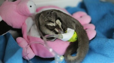 La clinique des animaux exotiques  Alerte au bébé Kangourou! (3).jpg