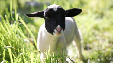 This Little Lamb (1).jpg