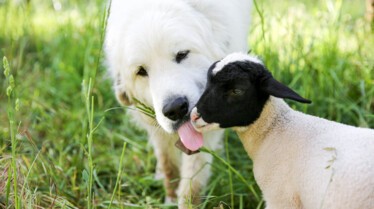 This Little Lamb (2).jpg