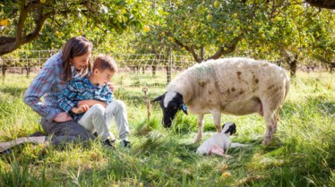 This Little Lamb (3).jpg