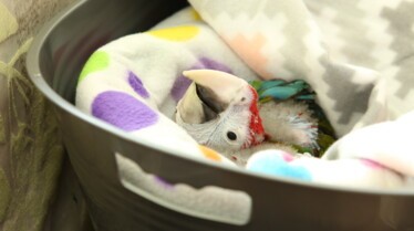 La clinique des animaux exotiques  Le retour du dragon (1).jpg